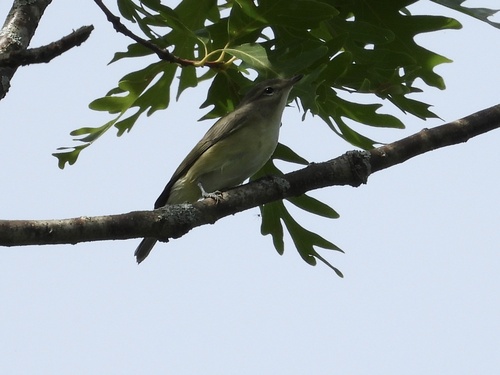 Eastern Warbling Vireo