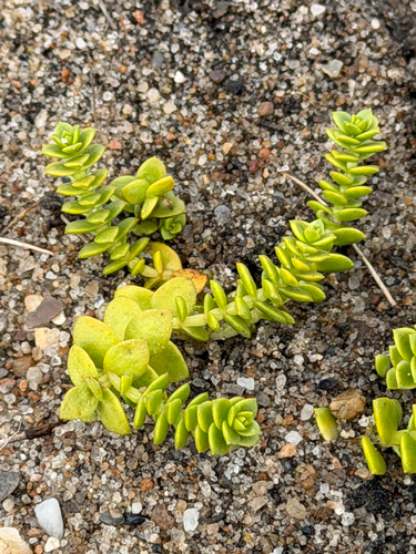 Sea Sandwort