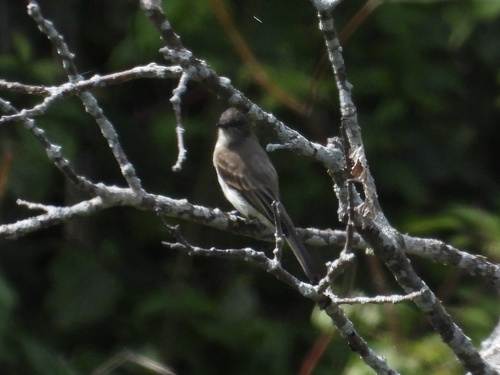 Eastern Phoebe