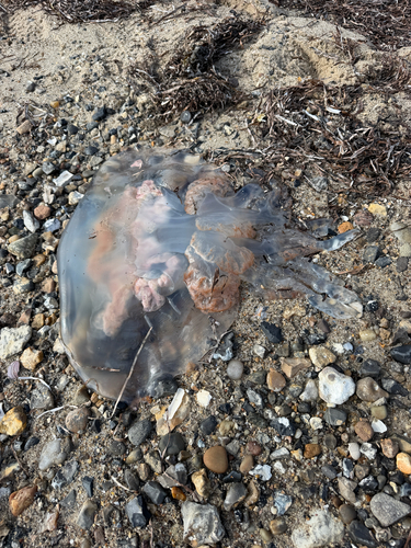 Dustbin-lid Jelly