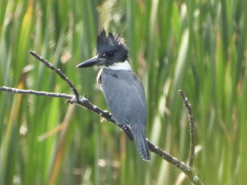 Belted Kingfisher