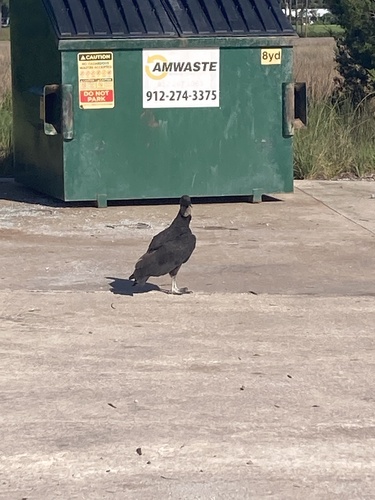 Black Vulture