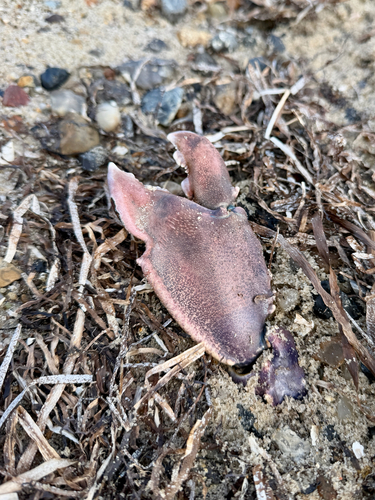 European lobster