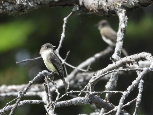 Eastern Phoebe