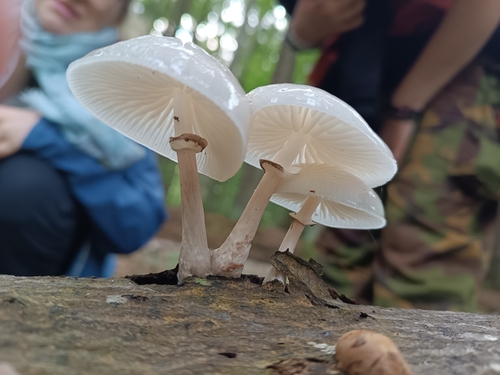 porcelain mushroom