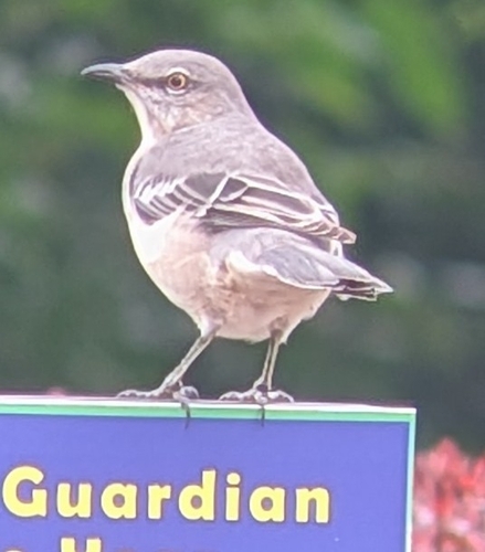 Northern Mockingbird