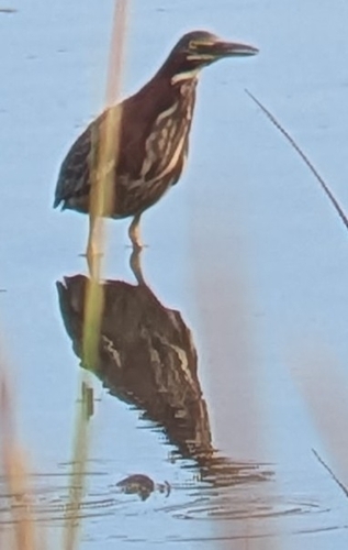 Green Heron