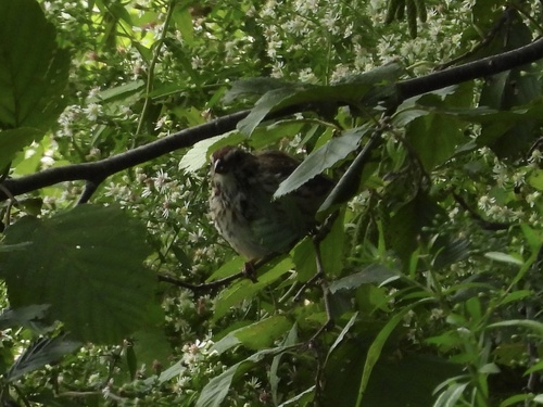 Song Sparrow