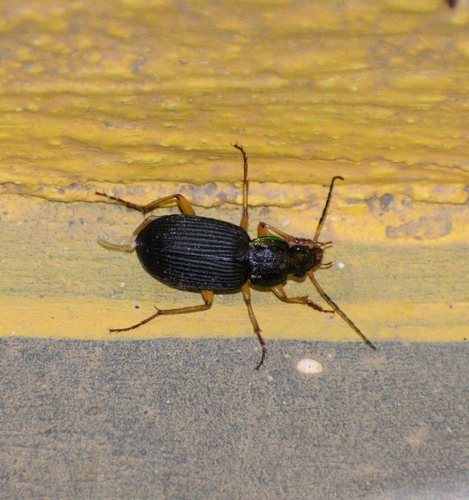 Vivid Metallic Ground Beetles