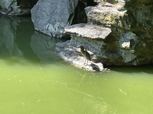 Green Heron