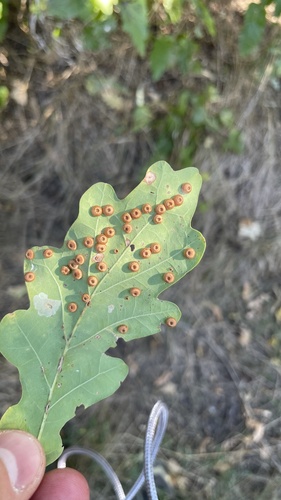 Silk-Button Spangle Gall Wasp