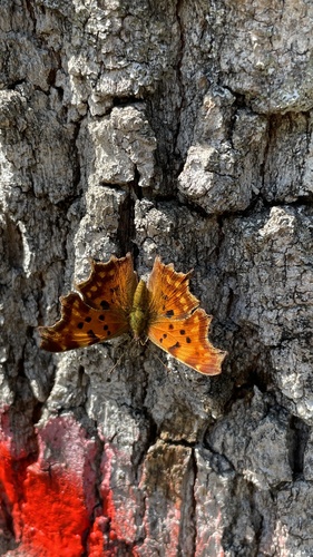 European Comma