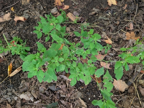 common jewelweed