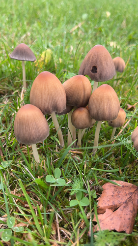 mica cap