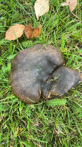 Ugly Milkcap