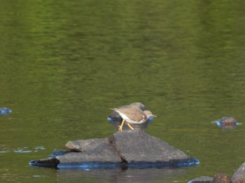 Spotted Sandpiper