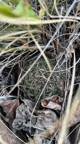 Mountain Ball Cactus