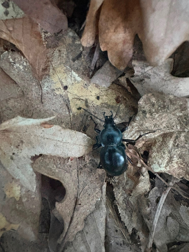 smooth ground beetle