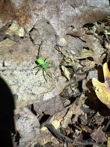 Green Huntsman Spider