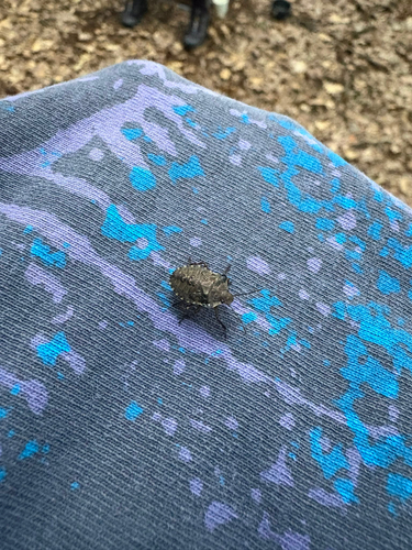 Forest Bug