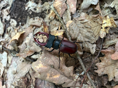 European Stag Beetle