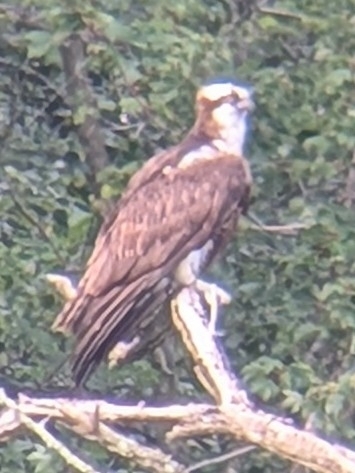 Osprey