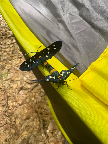 Nine-spotted Moth
