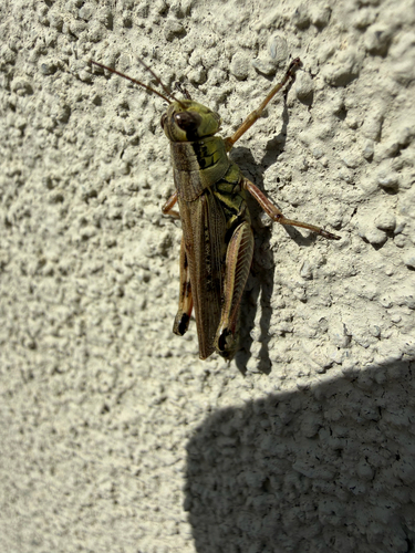 Red-legged Grasshopper