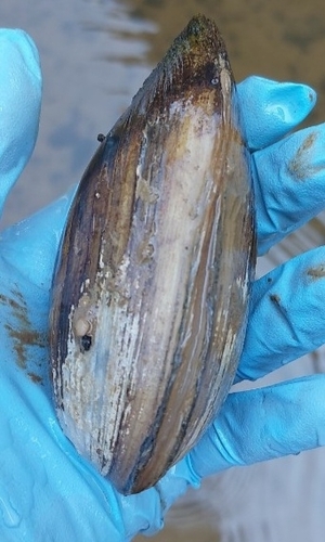 Yellow Sandshell