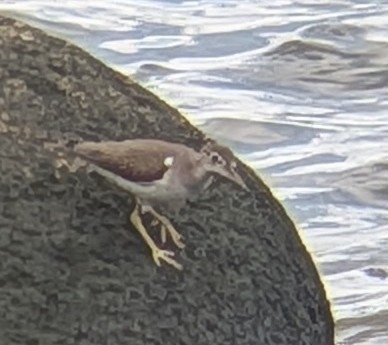 Spotted Sandpiper