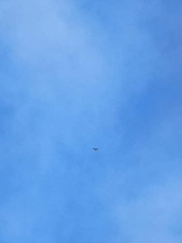 Common Buzzard