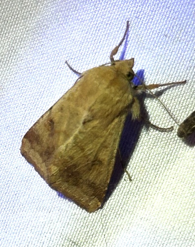 Corn Earworm Moth