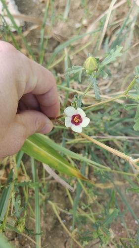 flower-of-an-hour