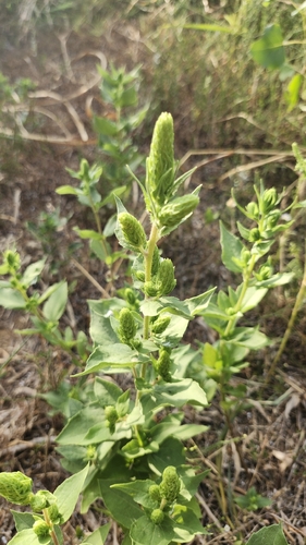 Sumpweed