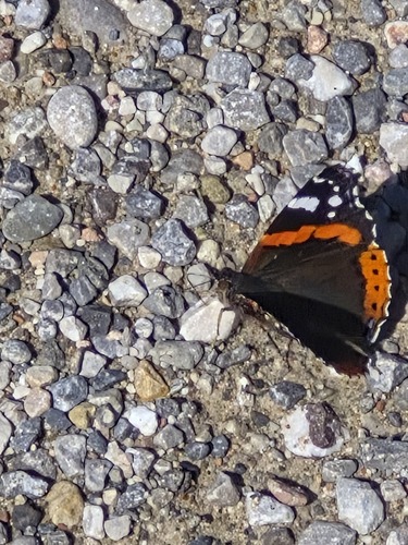 Red Admiral