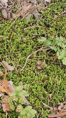 Common Slowworm