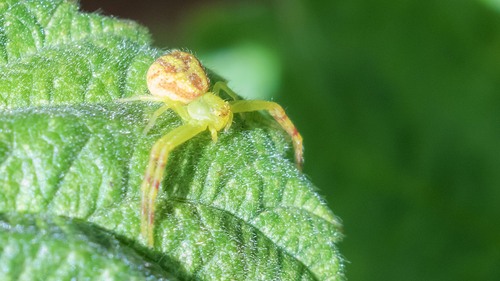Northern Crab Spider