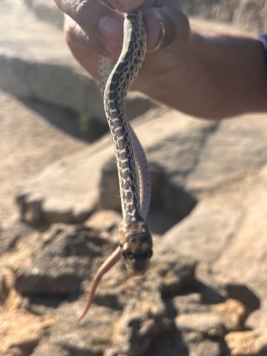 Gopher Snake