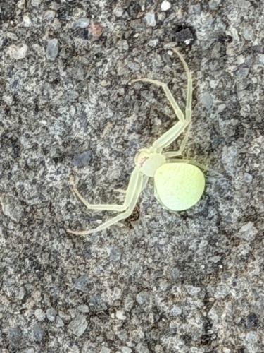 American Green Crab Spider