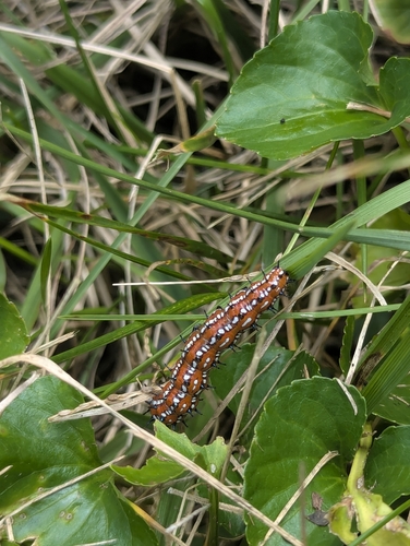 Variegated Fritillary