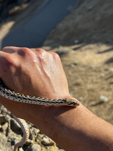 Gopher Snake