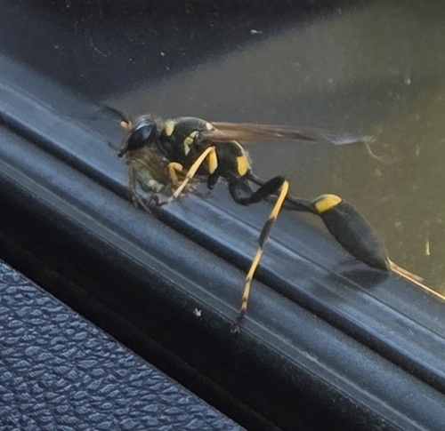 Yellow-legged Mud-dauber Wasp