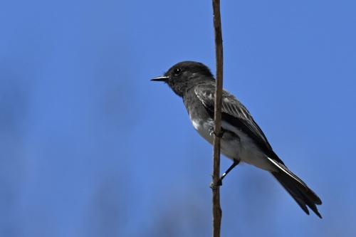 Black Phoebe
