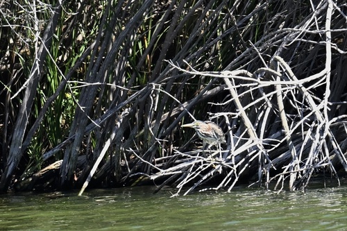 Green Heron