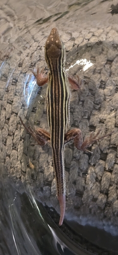 Six-lined Racerunner