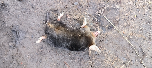 European Mole