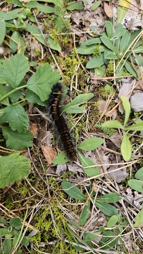 Fox Moth