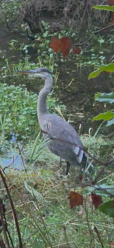Great Blue Heron