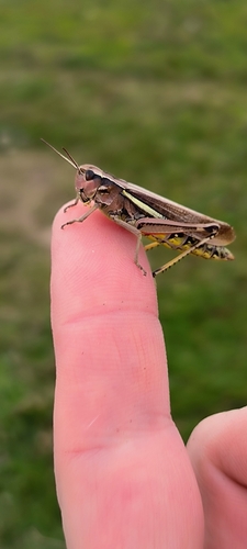 Large Marsh Grasshopper