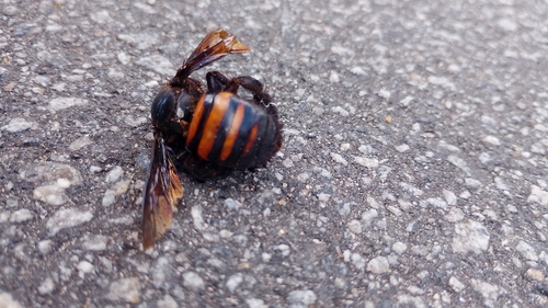 Xylocopa frontalis